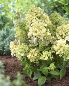 Obraz Hydrangea